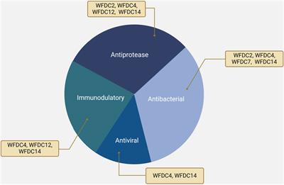 Versatile whey acidic protein four-disulfide core domain proteins: biology and role in diseases